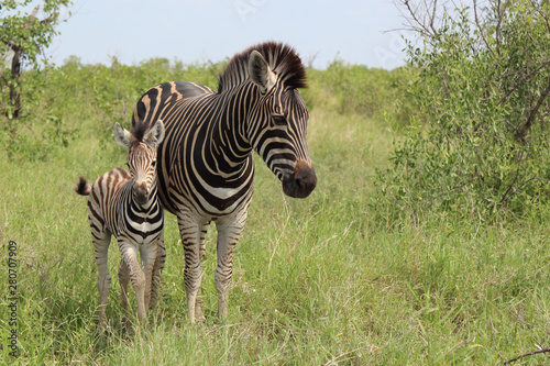 Steppenzebra   Burchell s Zebra   Equus burchellii...