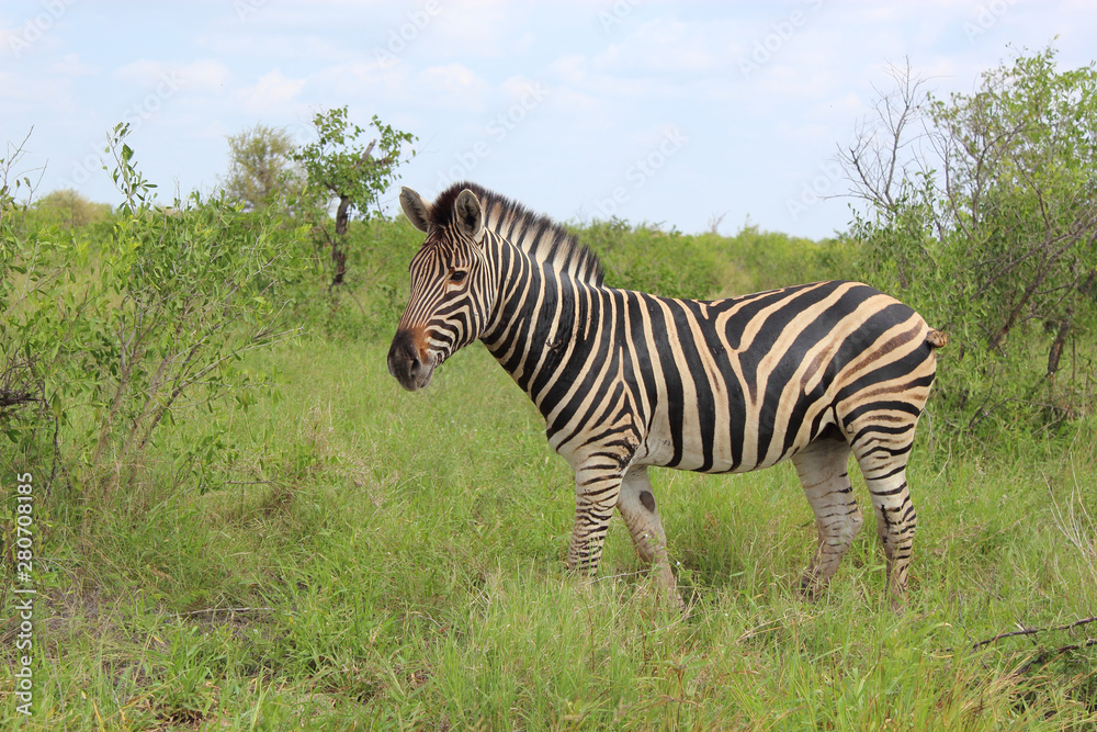 Naklejka premium Steppenzebra / Burchell's zebra / Equus burchellii
