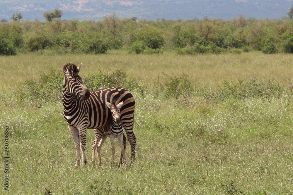 Obraz premium Steppenzebra / Burchell's Zebra / Equus burchellii...