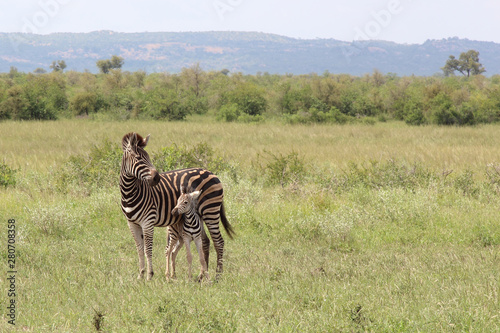 Steppenzebra   Burchell s Zebra   Equus burchellii...