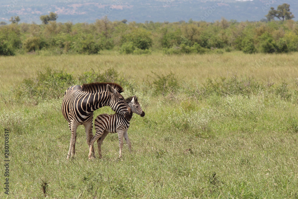 Obraz premium Steppenzebra / Burchell's Zebra / Equus burchellii...