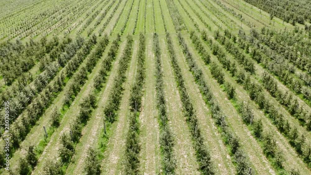 Flying drone between the rows of Apple orchard. Young Apple orchard Flying drone between the rows of Apple orchard. Young Apple orchard