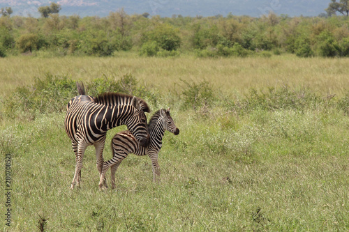 Steppenzebra   Burchell s Zebra   Equus burchellii...