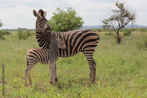 Steppenzebra   Burchell s Zebra   Equus burchellii...