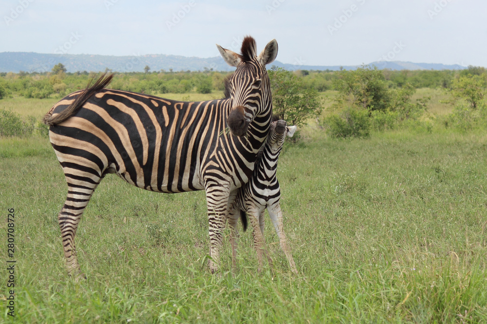 Steppenzebra / Burchell's Zebra / Equus burchellii... Steppenzebra / Burchell's Zebra / Equus burchellii...
