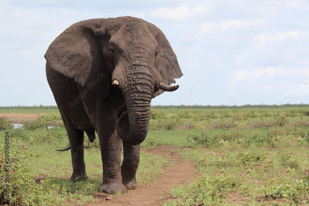 Obraz premium Afrikanischer Elefant / African elephant / Loxodonta africana