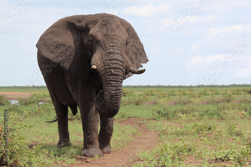 Afrikanischer Elefant   African elephant   Loxodonta africana