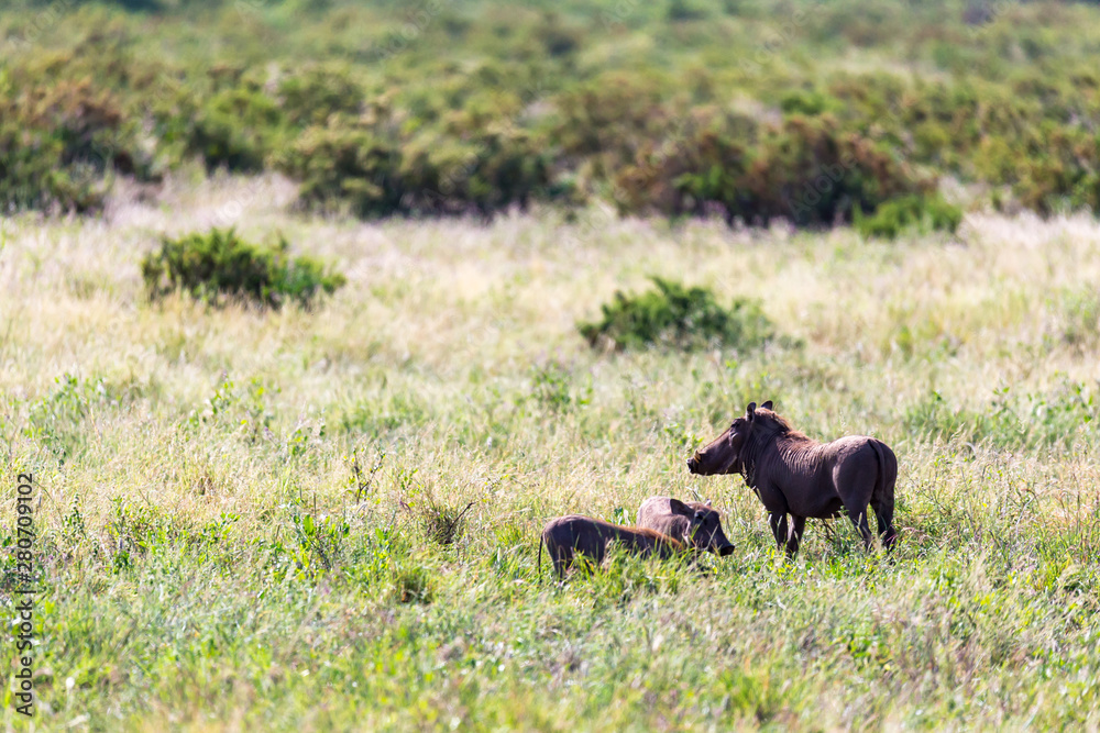 A family of warthogs in the grass of the Kenyan savannah A family of warthogs in the grass of the Kenyan savannah