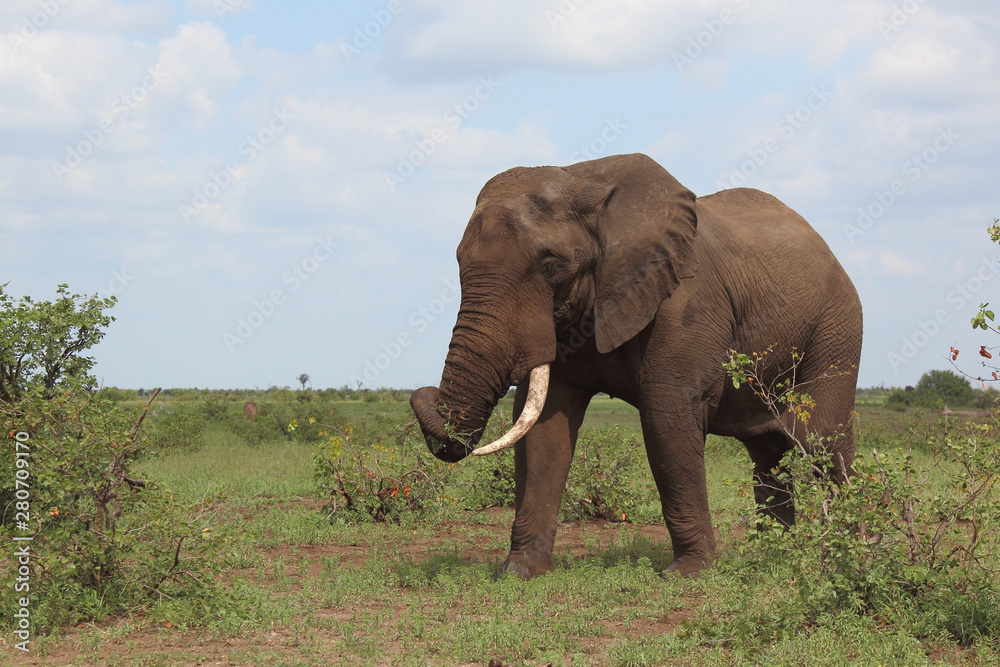 Fototapeta premium Afrikanischer Elefant / African elephant / Loxodonta africana