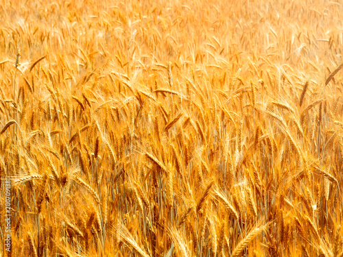 Wheat field. Crop crops. Ears of corn