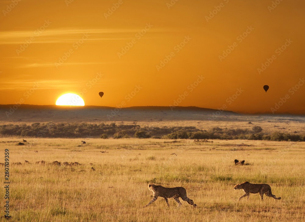 Fototapeta premium Sunset with cheetahs
