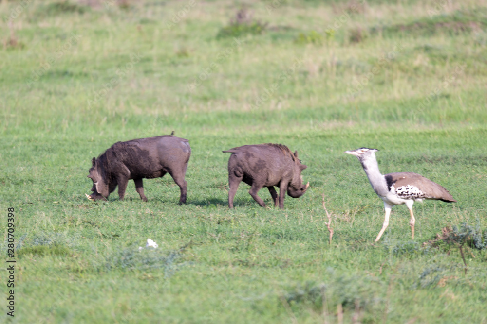 A family of warthogs in the grass of the Kenyan savannah A family of warthogs in the grass of the Kenyan savannah