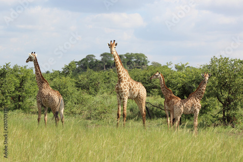 Giraffe / Giraffe / Giraffa Camelopardalis photo