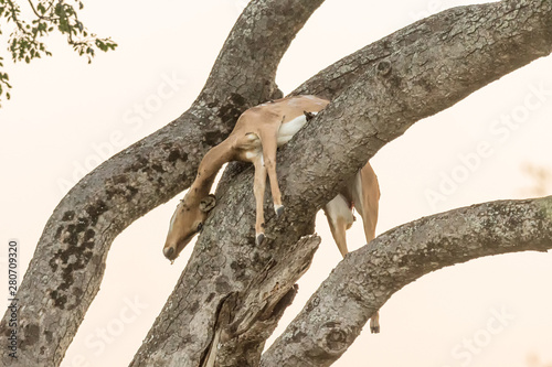Leopard kill  an impala  in a tree