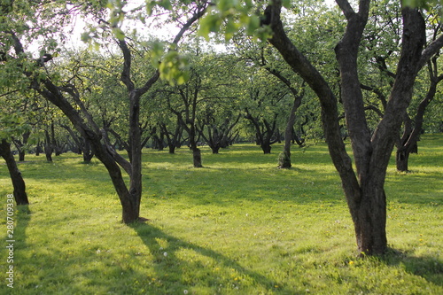 Fototapeta Naklejka Na Ścianę i Meble -  trees in park
