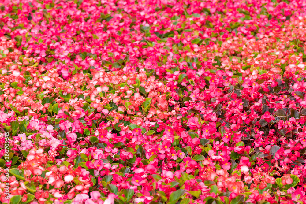 Small pink red flowers Begonia as bright natural summer background