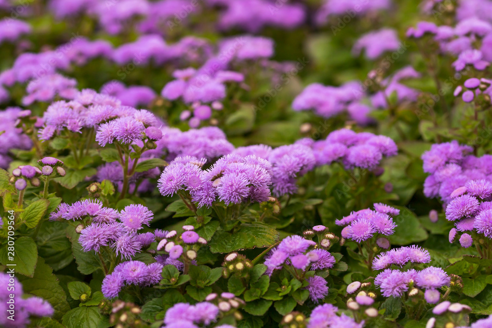 Small purple fluffy flowers on a summer green flowerbed, selective focus. Small purple fluffy flowers on a summer green flowerbed, selective focus.