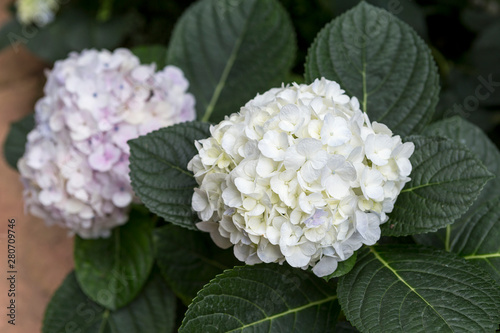 Beautiful white fresh Hydrangea flower garden, spring and summer concept, nature background