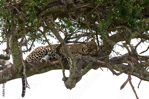 A leopard has settled comfortably between the branches of a tree to rest