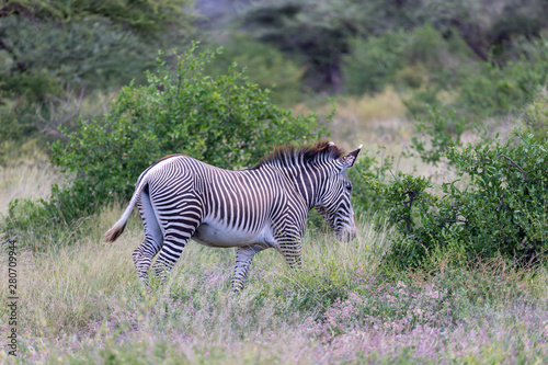 A Greavy zebra walk between the bushes photo