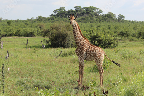 Giraffe   Giraffe   Giraffa Camelopardalis