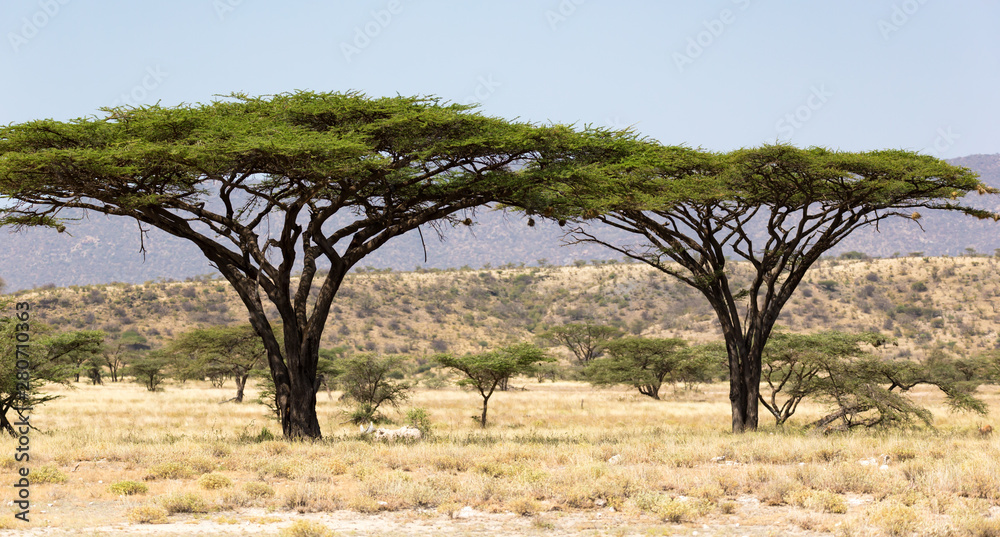 A sausage tree in the middle of the savannah