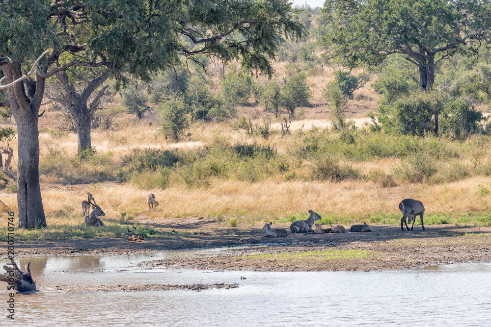 Male and female waterbuck with calves lying in shade Male and female waterbuck with calves lying in shade