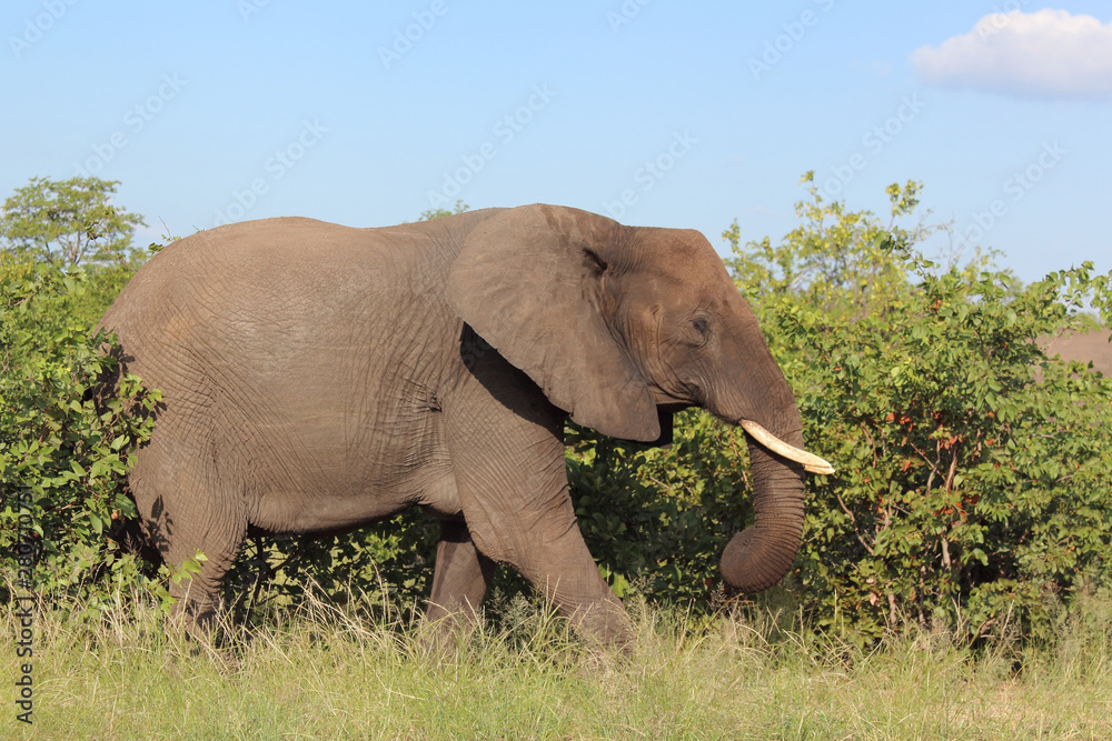 Fototapeta premium Afrikanischer Elefant / African elephant / Loxodonta africana