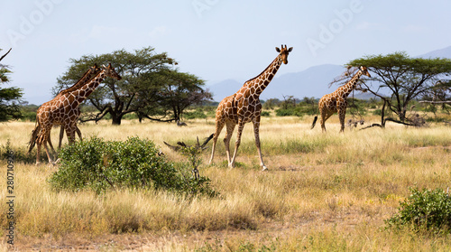 Quadro su tela Giraffes in the savannah of Kenya with many trees and bushes in the background
