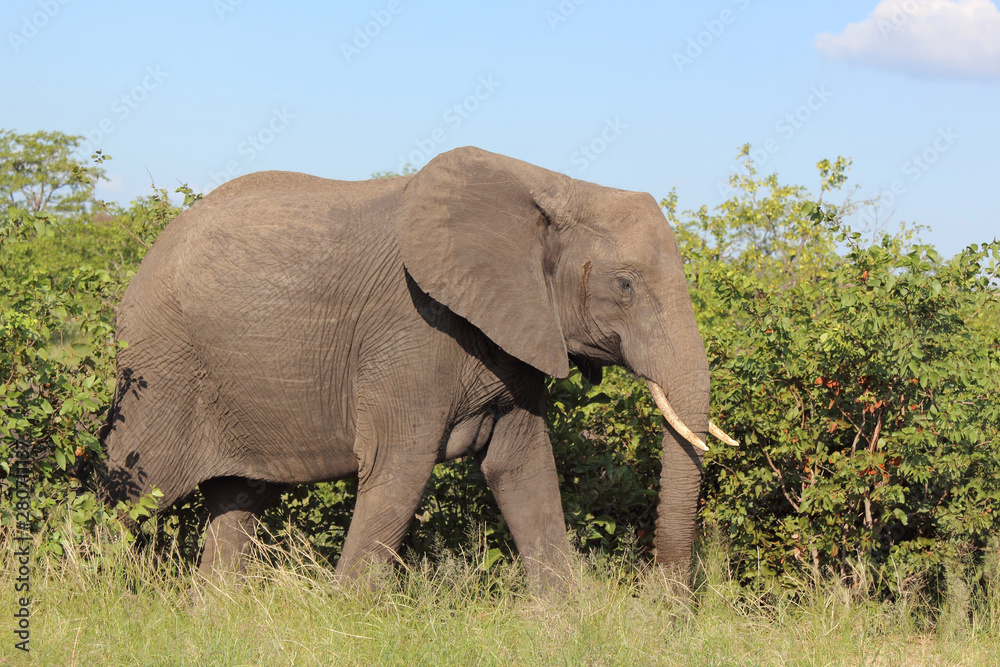 Afrikanischer Elefant / African elephant / Loxodonta africana Afrikanischer Elefant / African elephant / Loxodonta africana