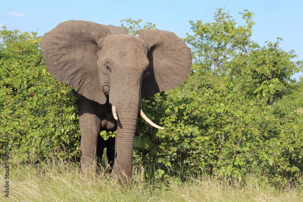 Fototapeta premium Afrikanischer Elefant / African elephant / Loxodonta africana