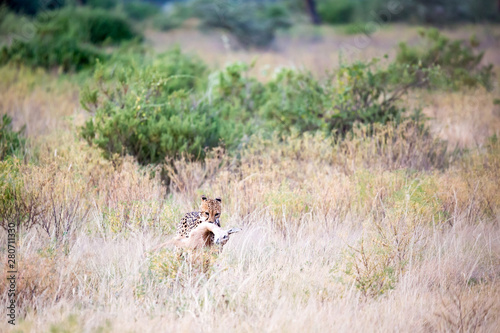 Fototapeta Naklejka Na Ścianę i Meble -  A cheetah with its prey in the tall grass of the savannah