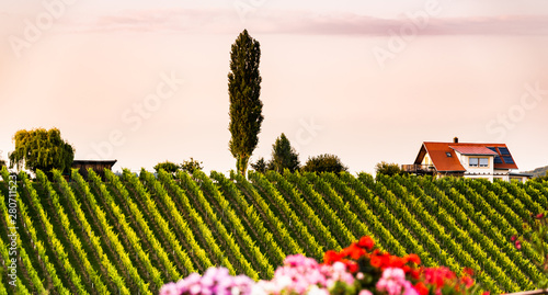 Vineyards in Slovenia close to the border with Austria south styria.