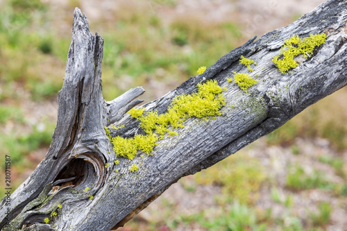 Young moss growing on the dead tree branch, which died in hydrothermal surroudnings in yellowstone national park, Wyoming, USA