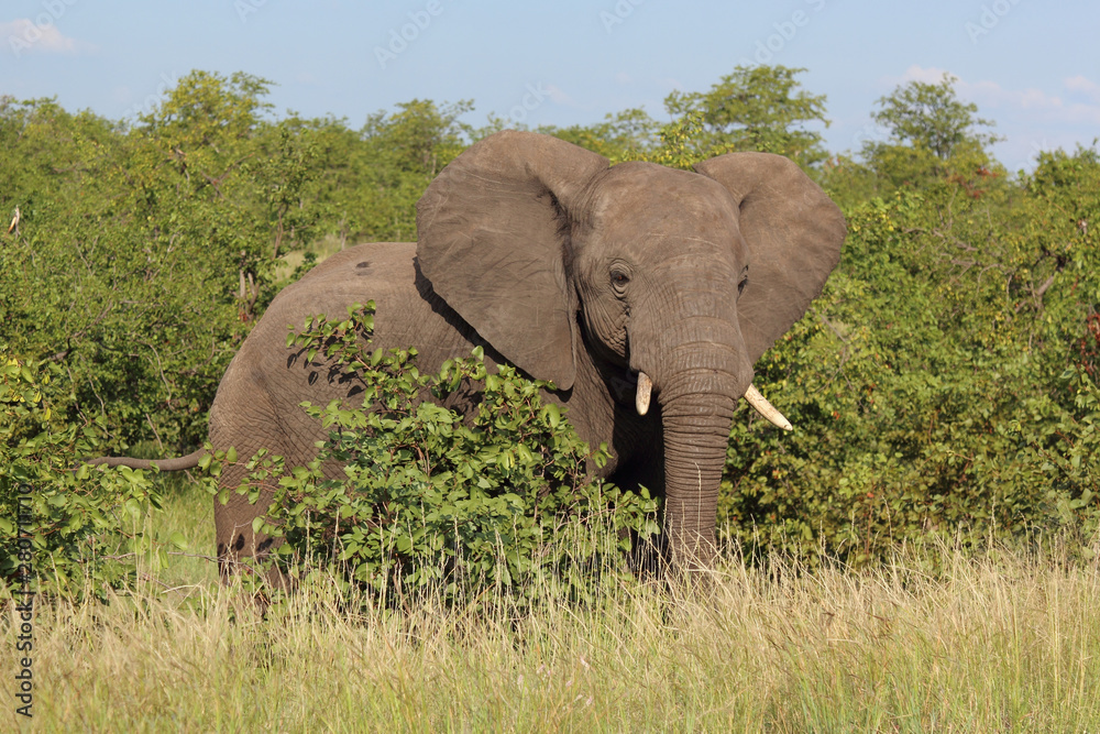 Afrikanischer Elefant / African elephant / Loxodonta africana Afrikanischer Elefant / African elephant / Loxodonta africana