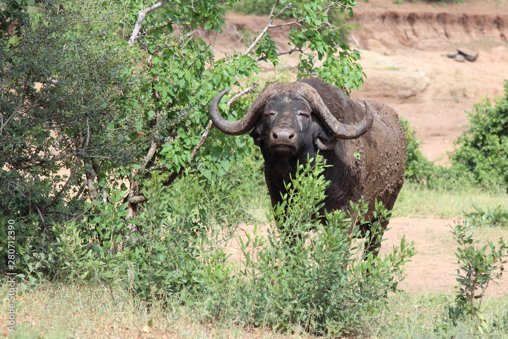 Obraz premium Kaffernbüffel / Buffalo / Syncerus caffer