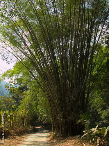Bamboo plant at a hiking trail in Minca in Colombia