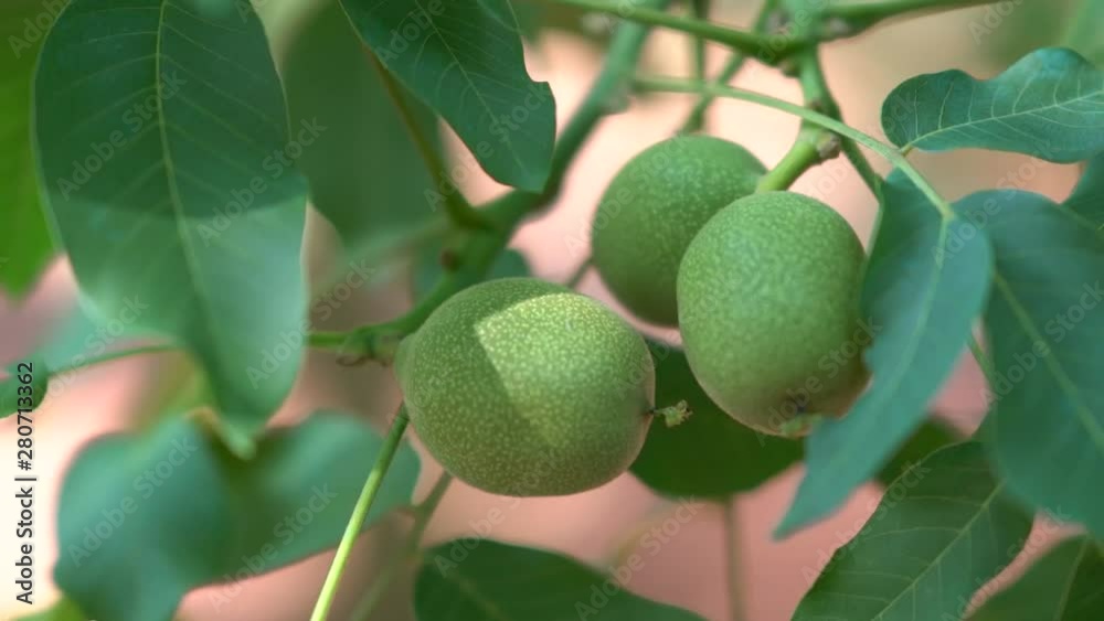Chandler Walnut - Walnut Tree - Walnut Branch Chandler Walnut - Walnut Tree - Walnut Branch