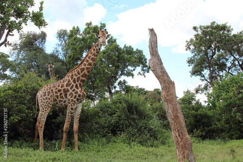 Photography Giraffe / Giraffe / Giraffa Camelopardalis