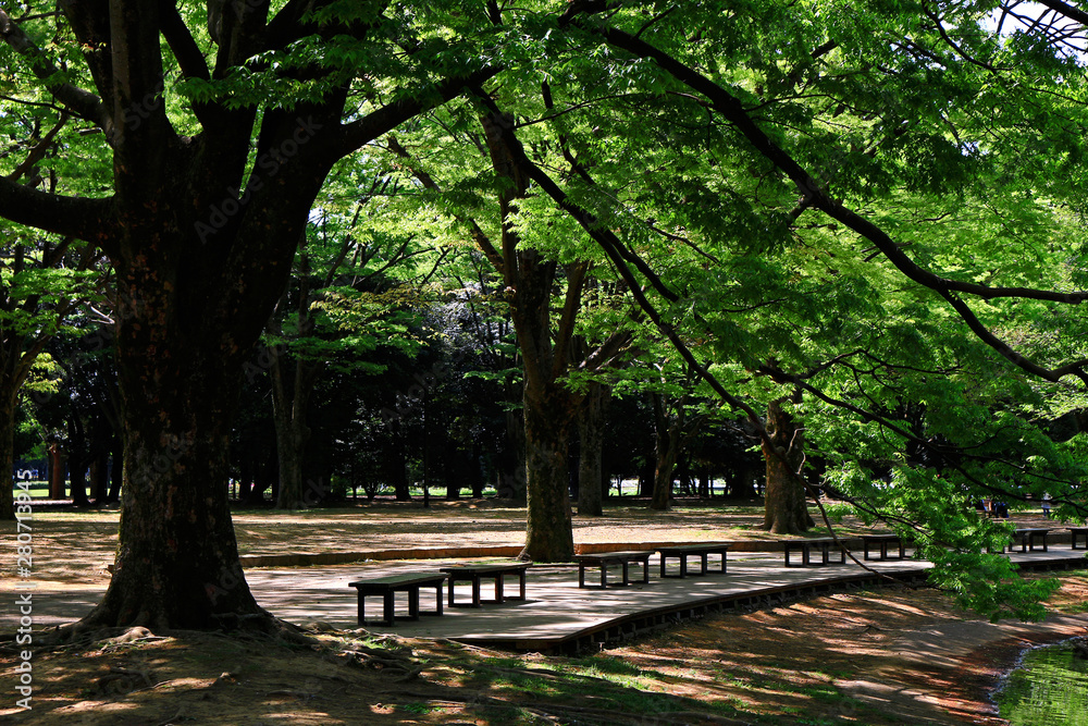 Summer park landscape with abundant greenery of trees