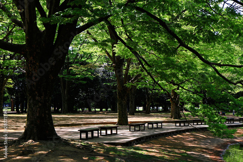 Summer park landscape with abundant greenery of trees