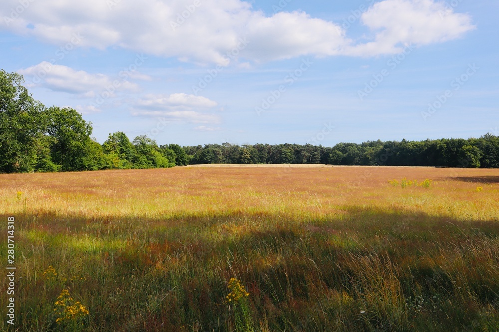 Fototapeta premium Field in forrest in summertime dutch nature