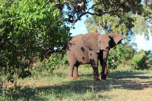 Afrikanischer Elefant   African elephant   Loxodonta africana