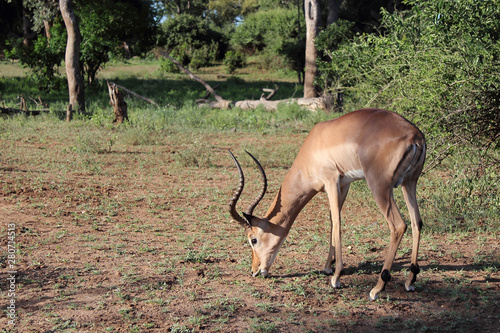 Schwarzfersenantilope   Impala   Aepyceros melampus