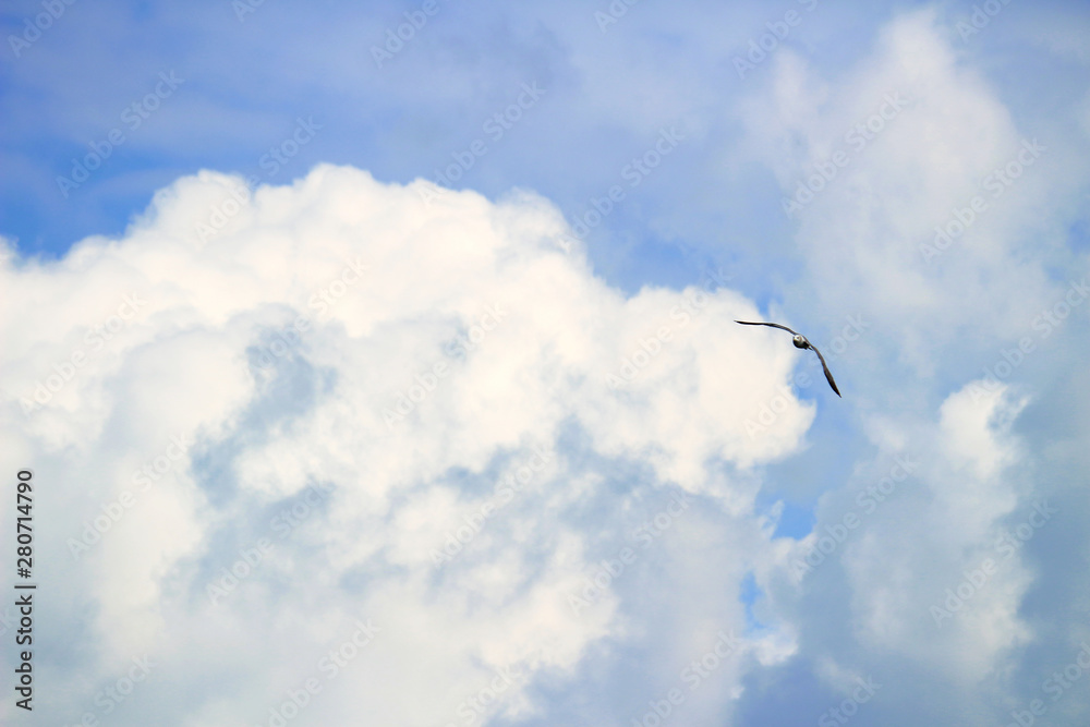 A single seagull flying in the blue sky