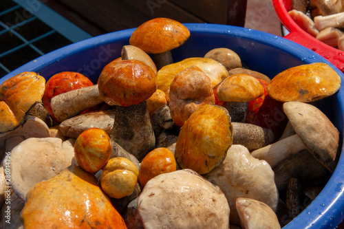 plucked mushrooms lie in the basin in the water. the harvest of mushrooms is washed in the pelvis.