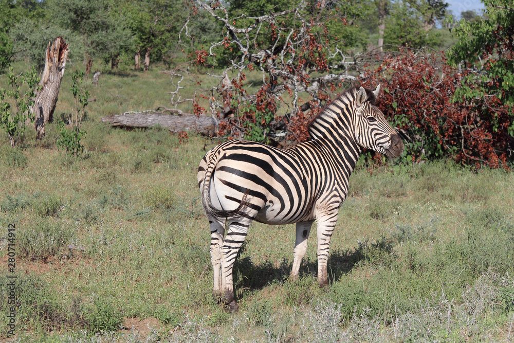 Obraz premium Steppenzebra / Burchell's zebra / Equus burchellii