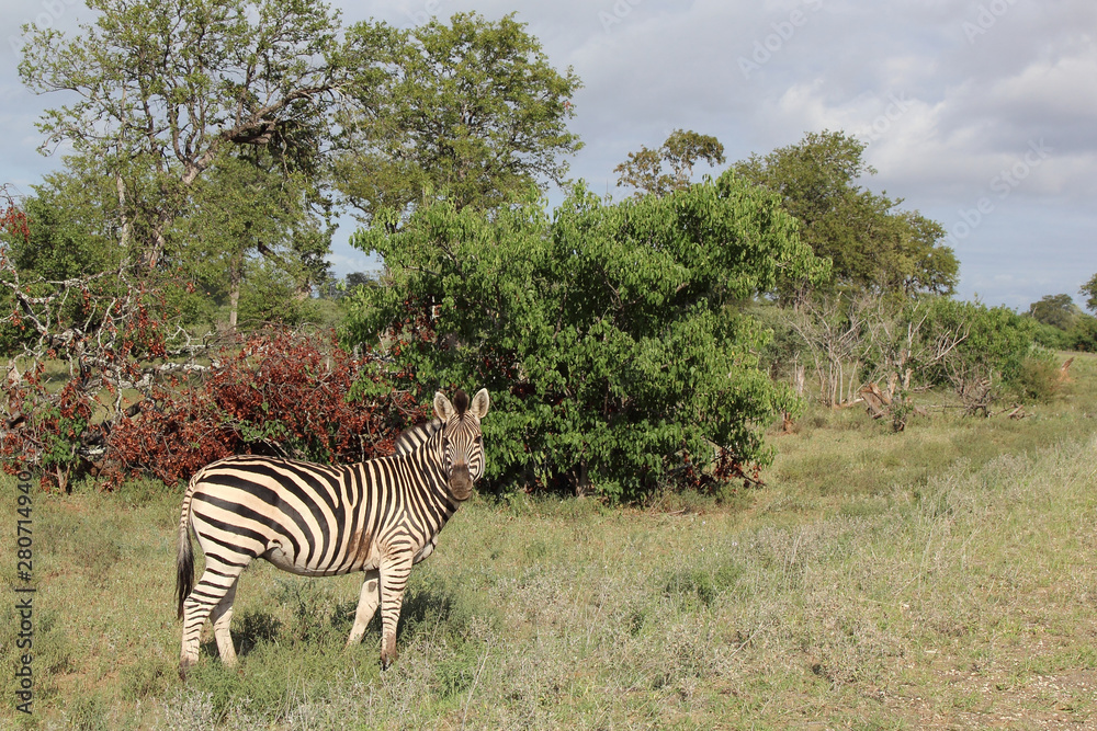 Obraz premium Steppenzebra / Burchell's zebra / Equus burchellii
