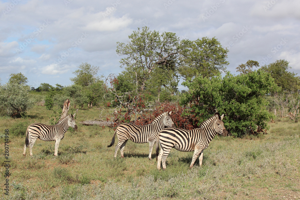 Obraz premium Steppenzebra / Burchell's zebra / Equus burchellii