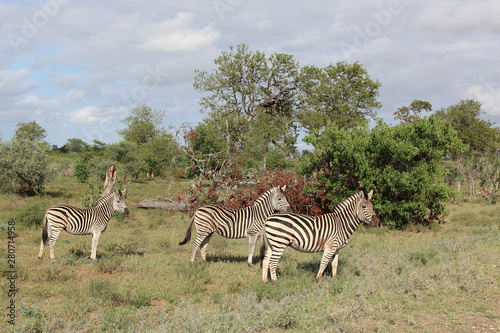 Steppenzebra   Burchell s zebra   Equus burchellii